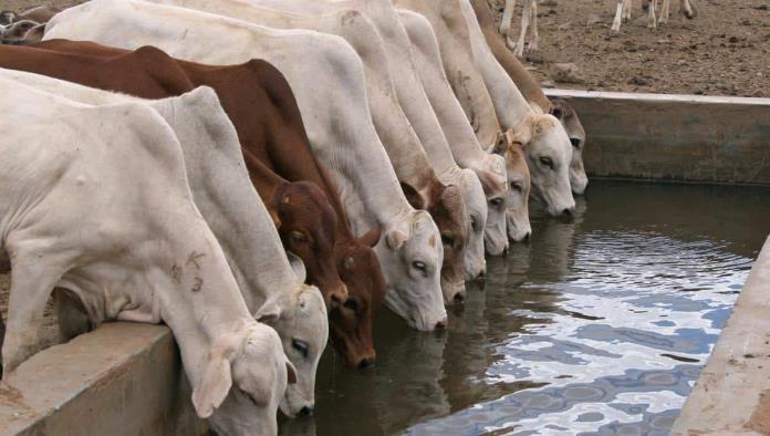 Obliga sequía a ganaderos a perforar pozos y retener agua