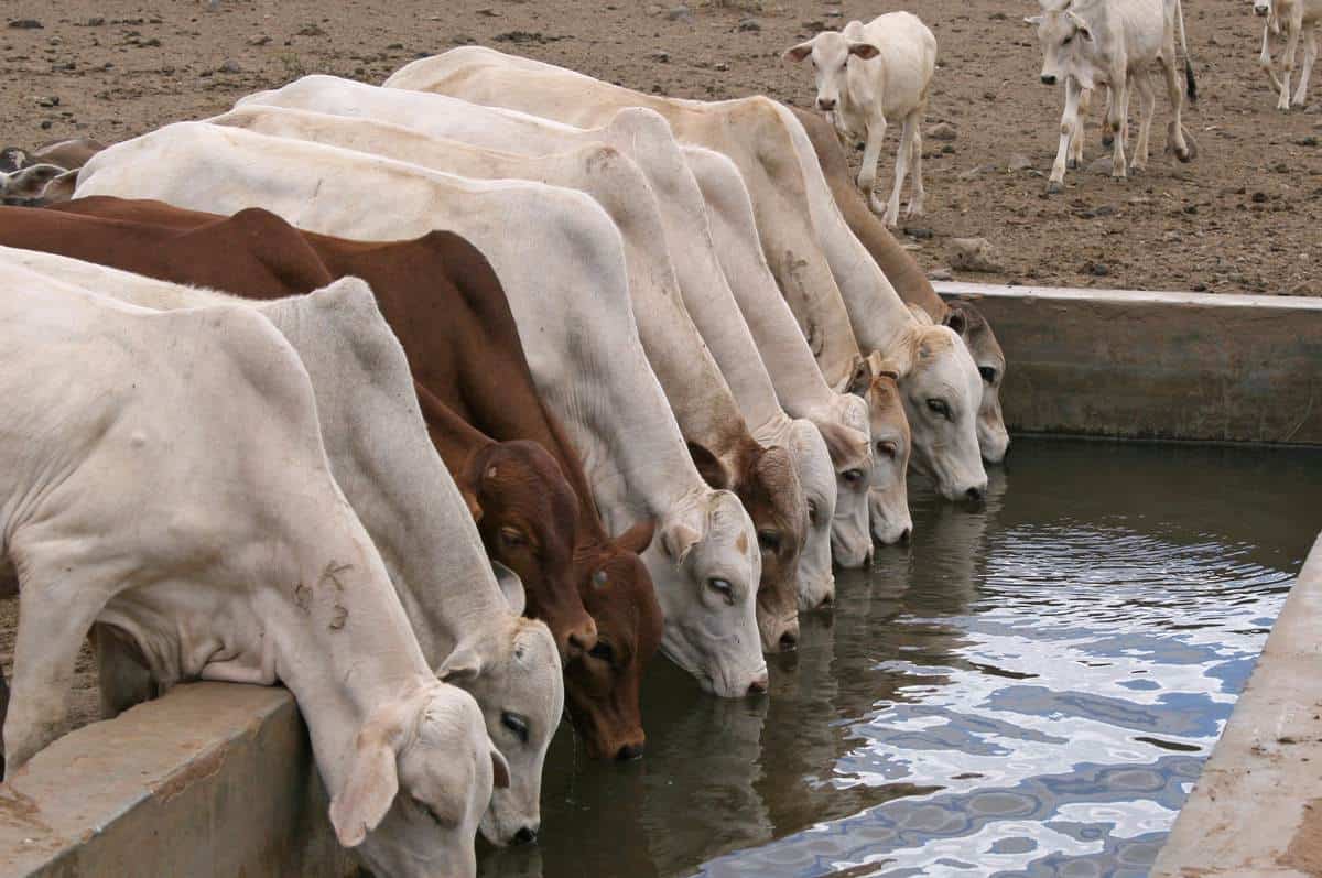 Obliga sequía a ganaderos a perforar pozos y retener agua