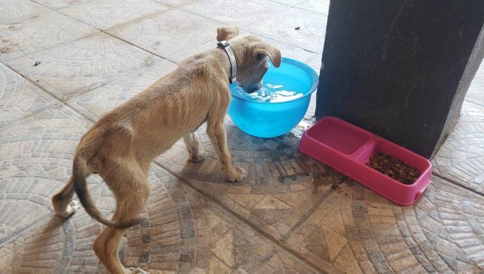 Presentan Animales Golpe de Calor