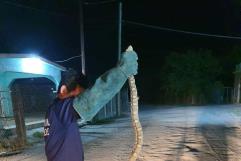 Inicia temporada de avistamientos de serpientes en Allende