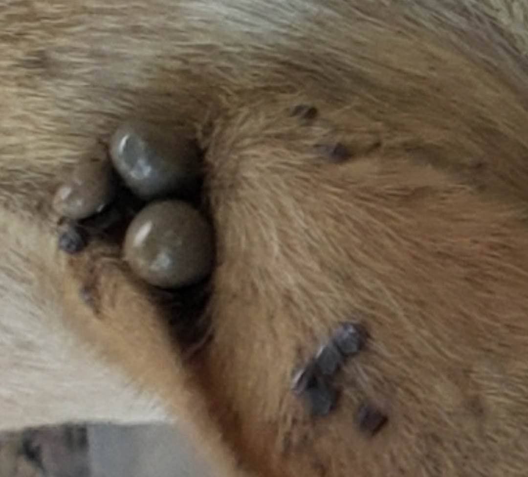 Cuidado con las Garrapatas Podrían Contagiarte de Rickettsia