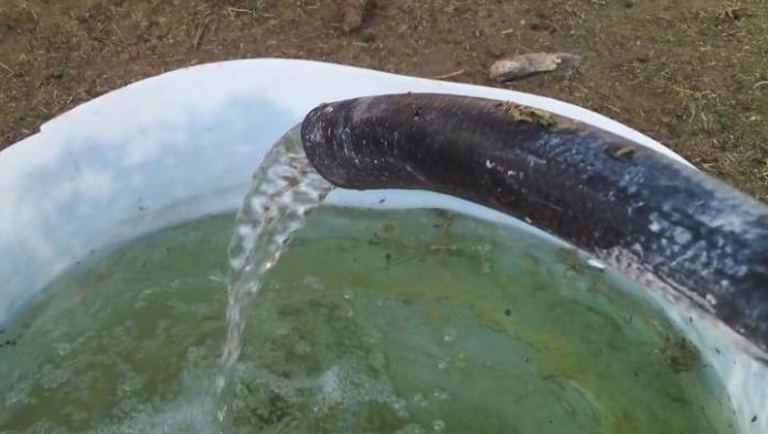 Muere ciervo en Ecoparque