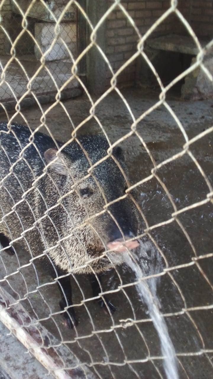 Muere ciervo en Ecoparque