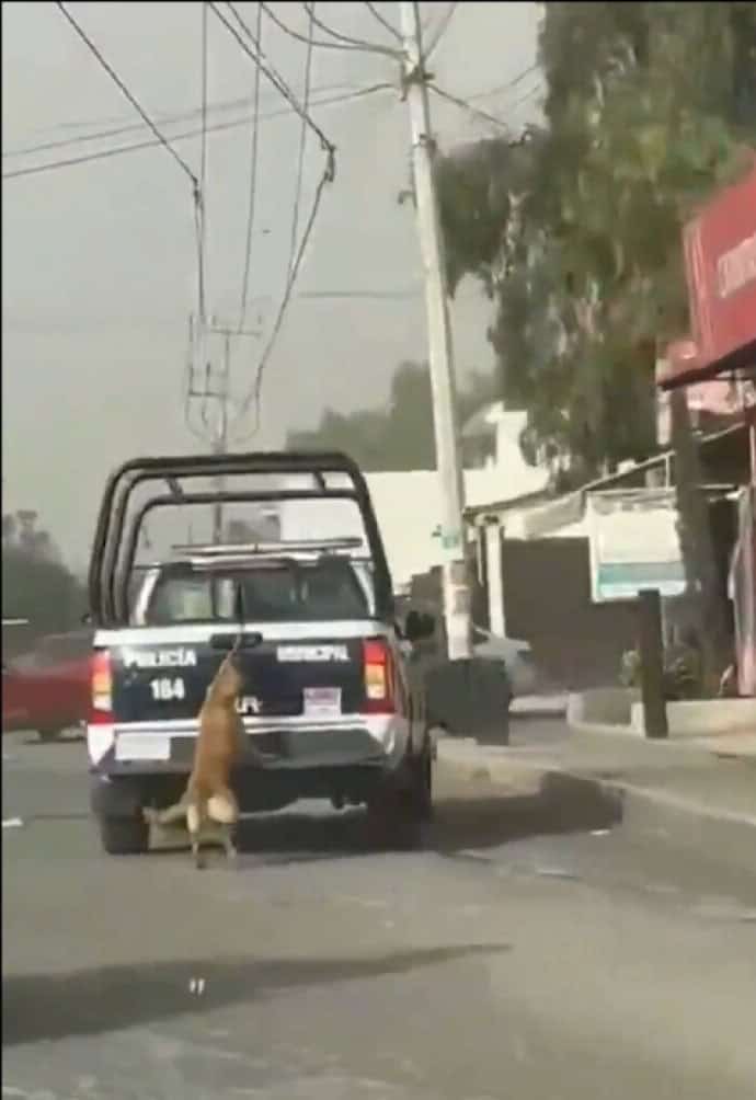 Conmoción en Redes: Perrita Arrastrada por Patrulla en Tizayuca