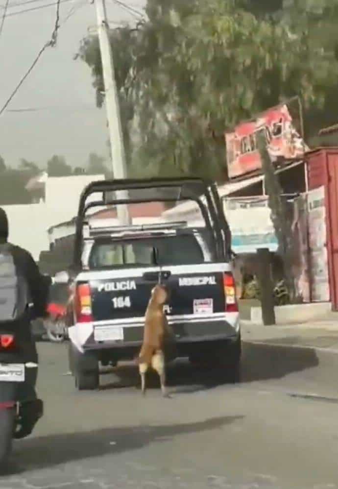Conmoción en Redes: Perrita Arrastrada por Patrulla en Tizayuca
