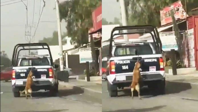 Conmoción en Redes: Perrita Arrastrada por Patrulla en Tizayuca