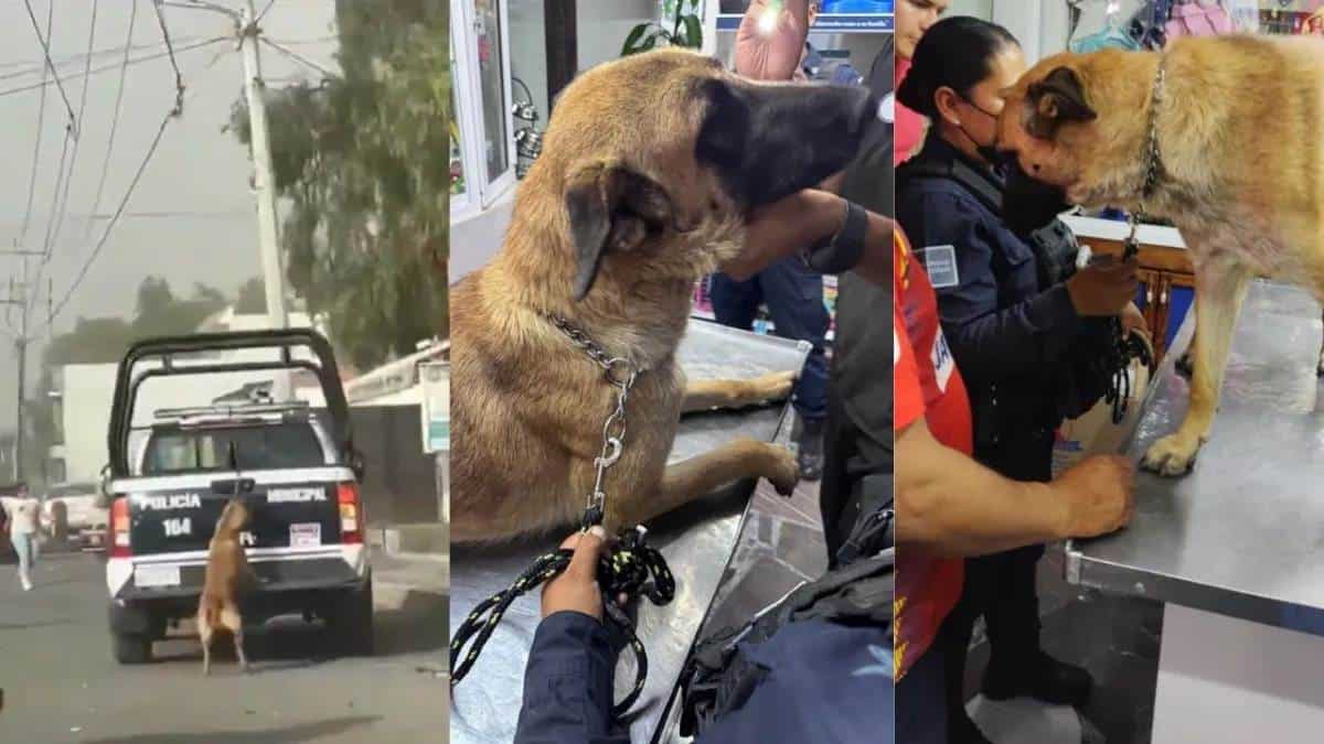 Conmoción en Redes: Perrita Arrastrada por Patrulla en Tizayuca