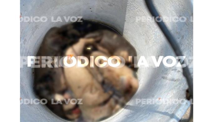 Encuentran muerta camada de cachorros