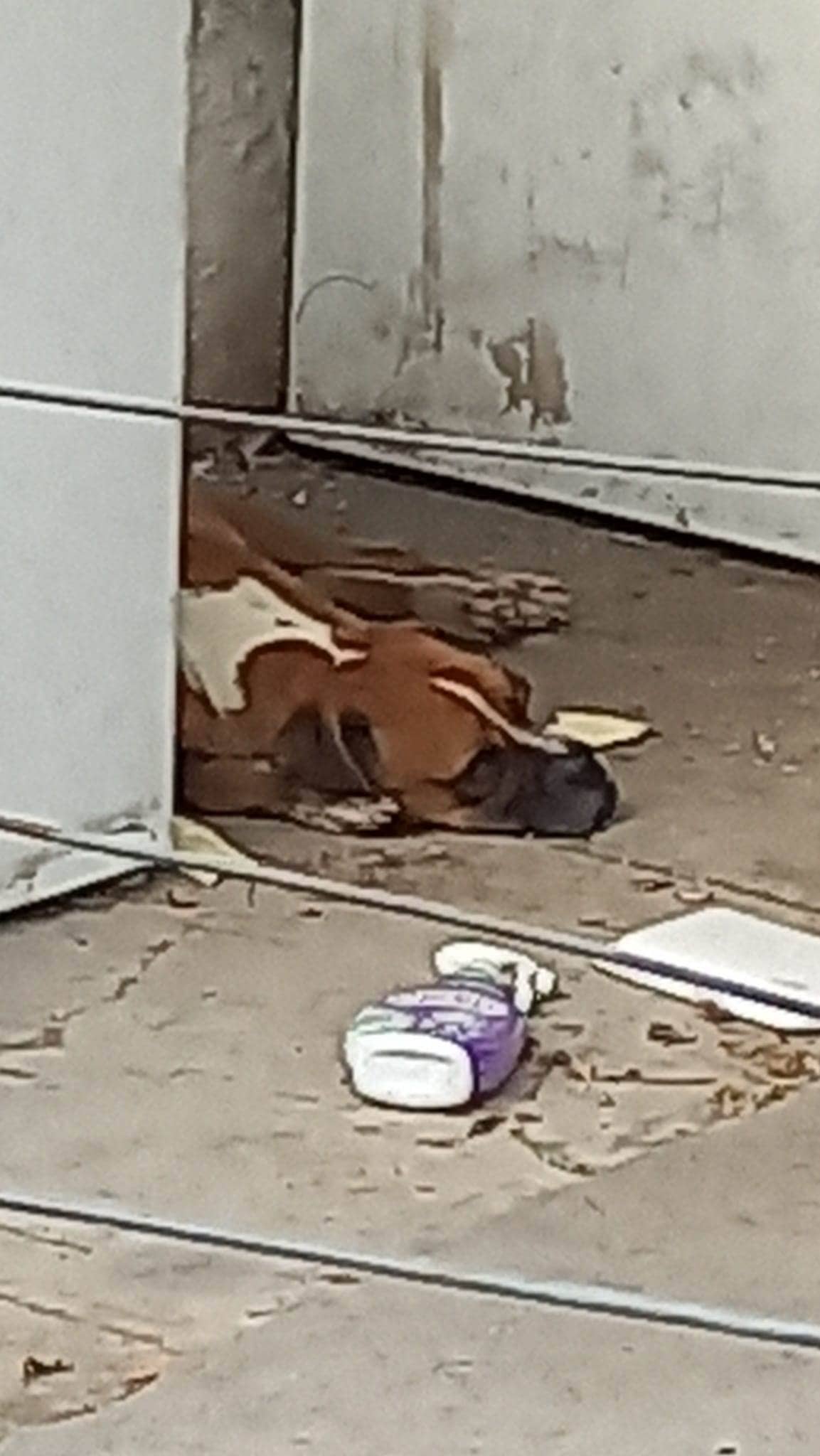 El reporte de perros abandonados en un domicilio de Cañadas será atendido por Control y Protección Animal por su bienestar.