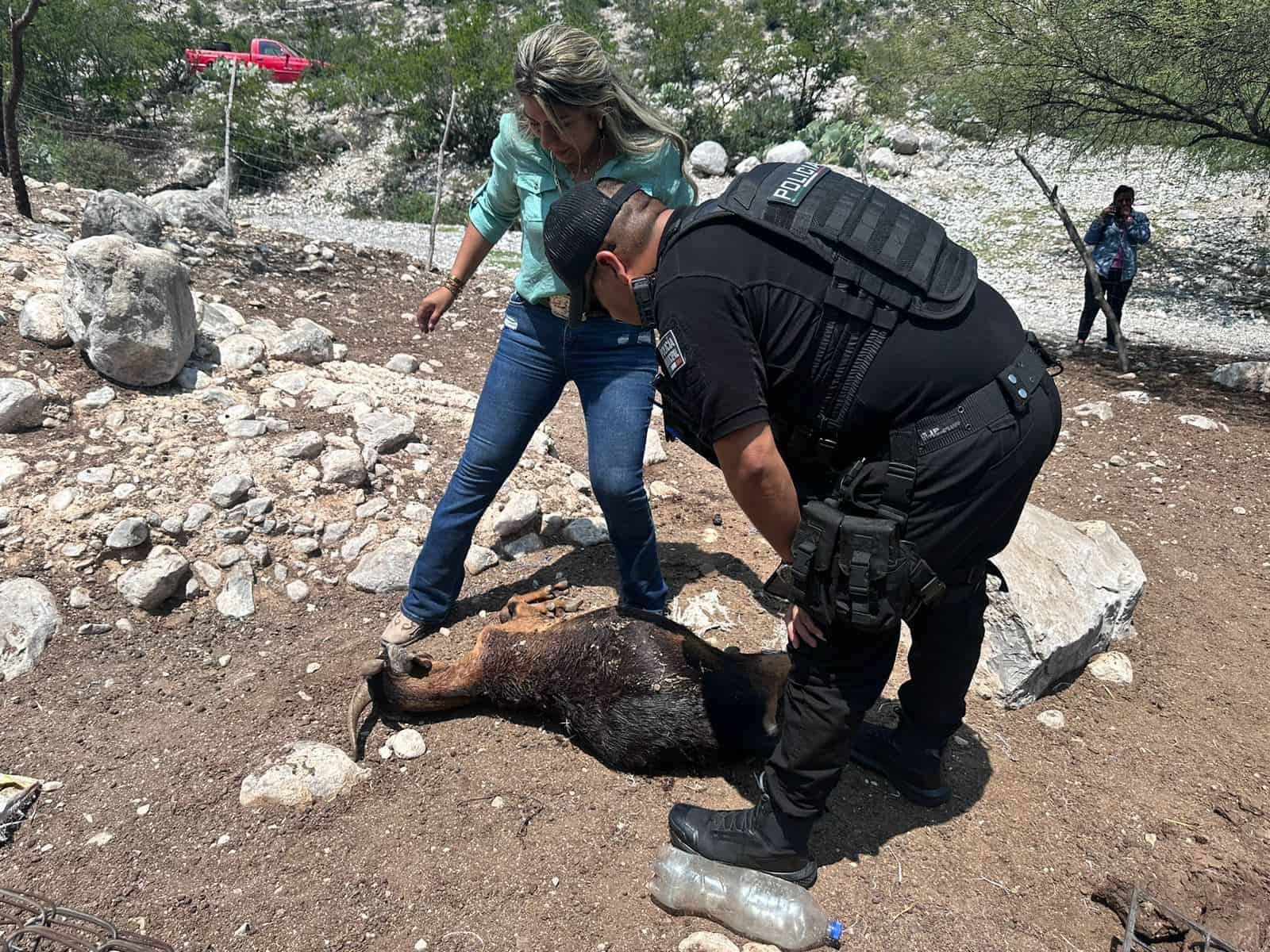 Por puma rondando Alerta en ‘El Potrero’