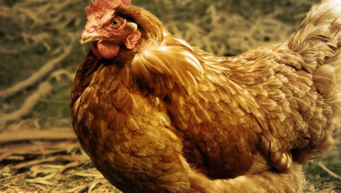 Influenza aviar H5N2 no pone en peligro a México: Informa Secretaria de Salud