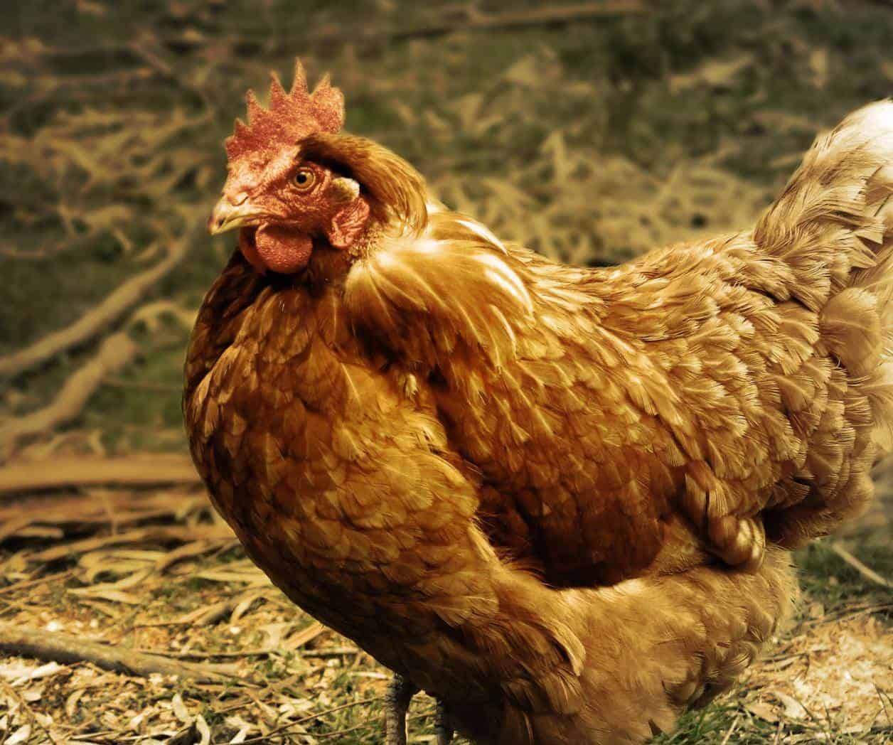 Influenza aviar H5N2 no pone en peligro a México: Informa Secretaria de Salud