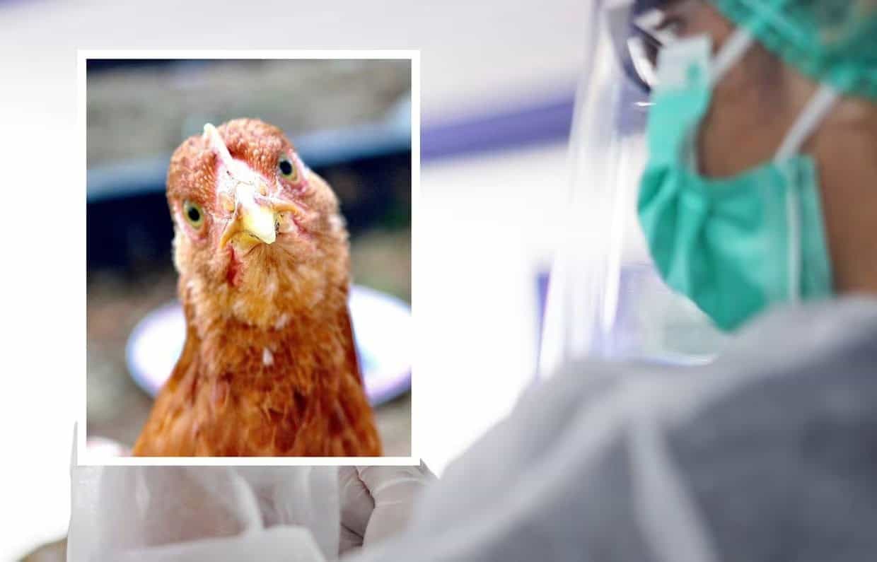 ¿Cuáles son los síntomas de la gripe aviar en humanos?
