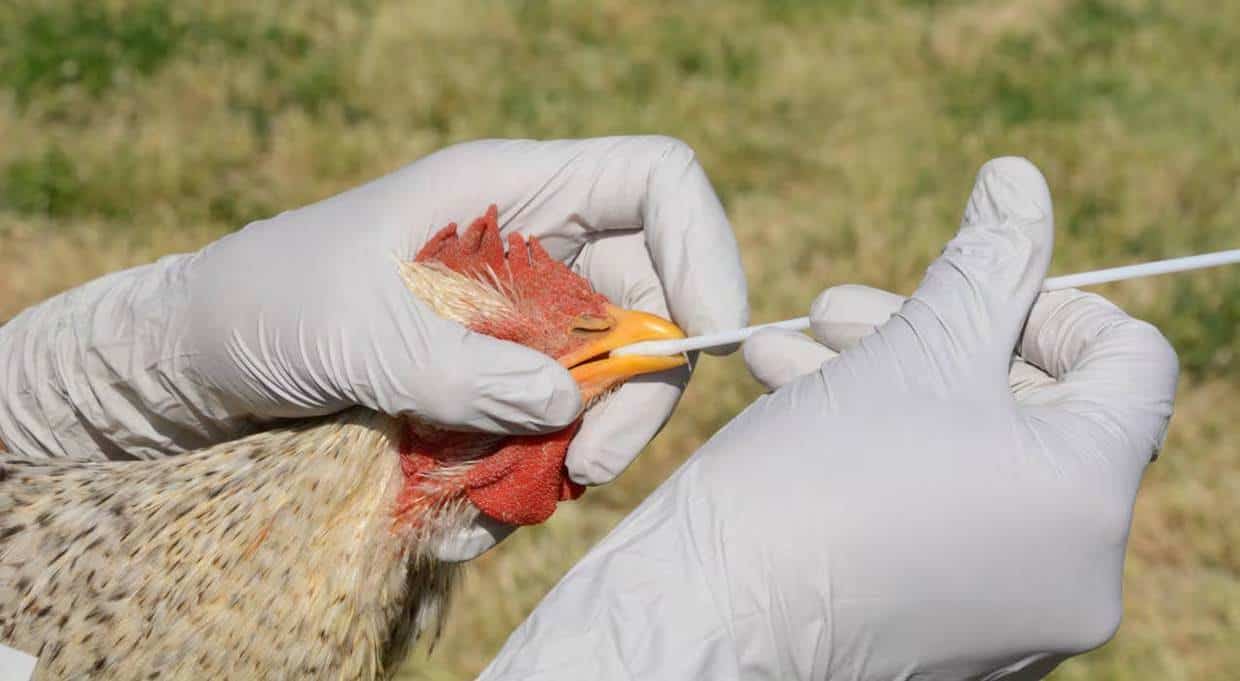 OMS corrige y aclara por qué muerte en México no es atribuible al virus