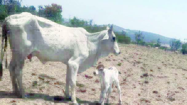 Debido al intenso calor y la falta de lluvia se está muriendo el ganado.