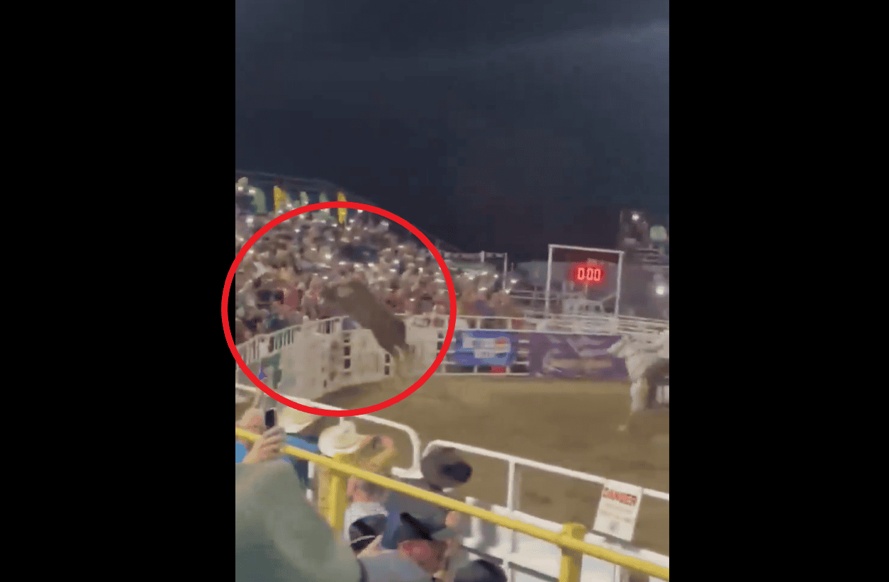 Toro salta a las gradas en pleno rodeo en Oregón