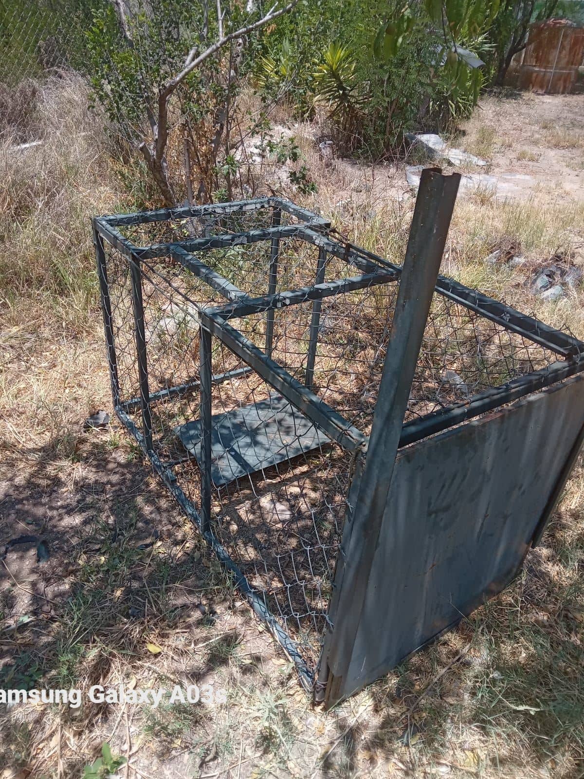Esta es la jaula que tiene lista personal del zoológico para tratar de atrapar el puma que merodea las orillas de la ciudad.
