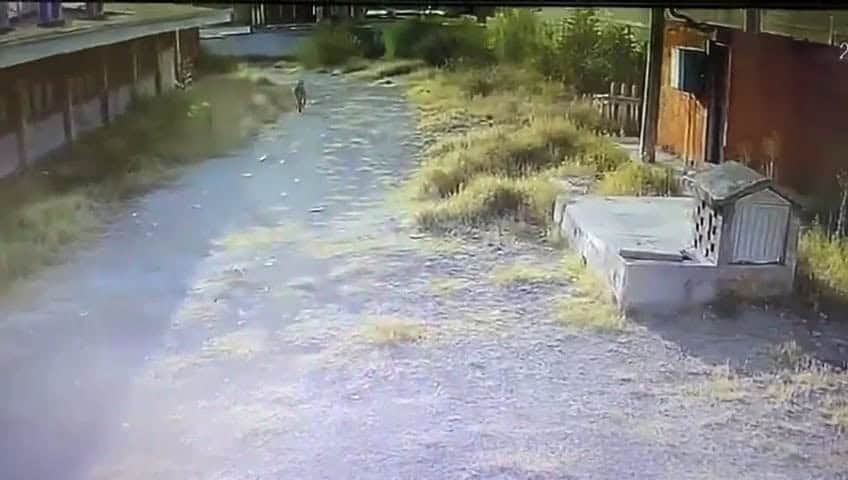 Prevén continúen avistamientos de animales salvajes por la falta de lluvias.