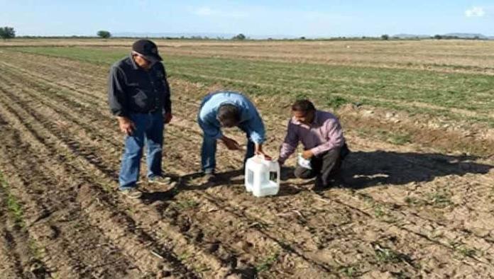 Esperanza en el cielo: Agricultores acuñenses anhelan la lluvia