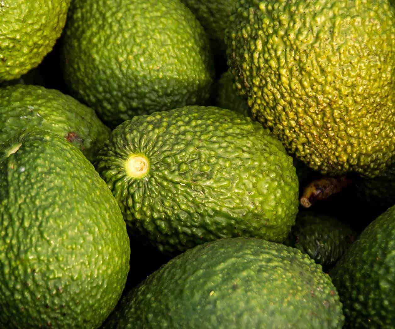 AMLO pide resolver suspensión a la importación de aguacates de Michoacán