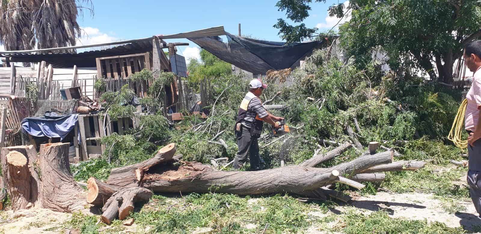 Retiran enorme árbol de vivienda