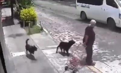 TERRIBLE: Mujer de la tercera edad es ATACADA por perros; piden sacrificarlos