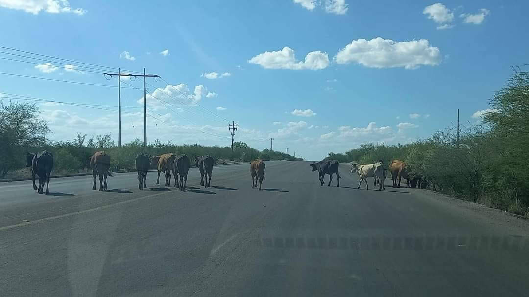 Alarma ganado suelto en carreteras de los Cinco Manantiales