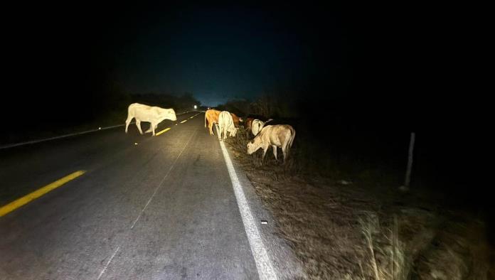Alarma ganado suelto en carreteras de los Cinco Manantiales