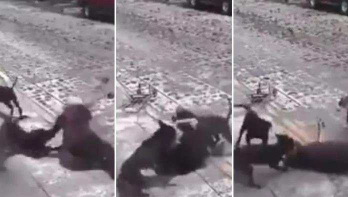 Jauría de perros ataca a adulta mayor en Querétaro