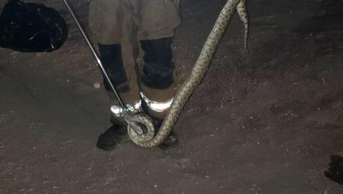 ALERTA: Encuentran Serpiente Gigante en Calles de Morelos
