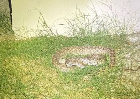 ALERTA: Encuentran Serpiente Gigante en Calles de Morelos