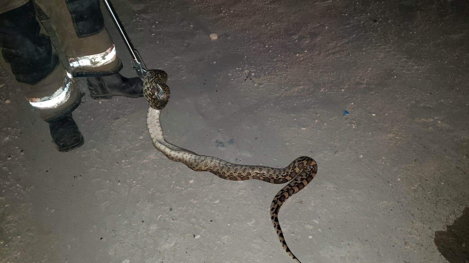 ALERTA: Encuentran Serpiente Gigante en Calles de Morelos