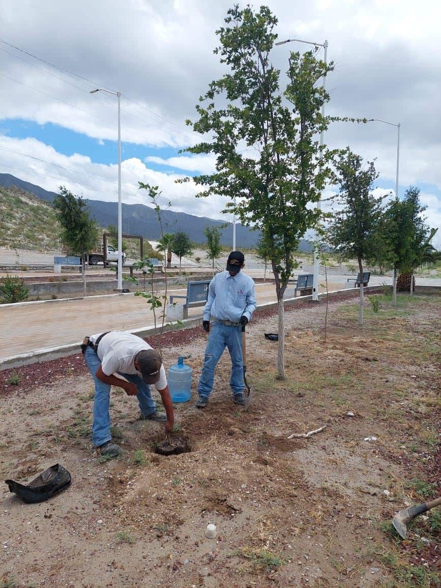 Reforesta Ciénegas sus plazas públicas