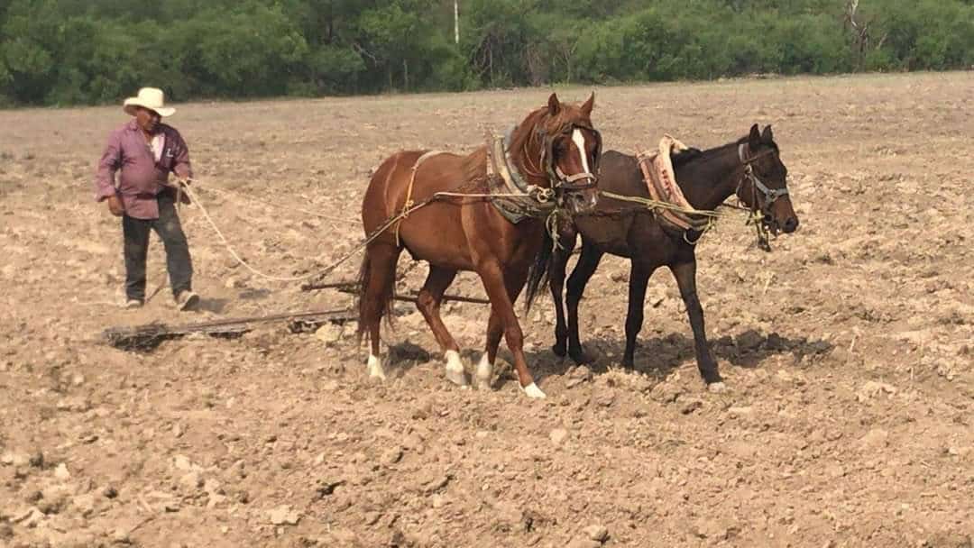 Benefician Lluvias y Programas al Campo