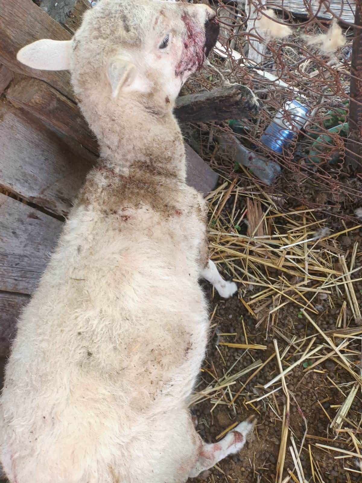 Indemnizarán a afectados por jauría de perros