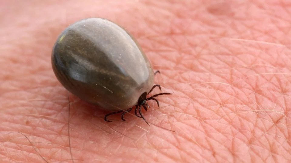 Muere niño de siete años tras ser mordido por garrapata