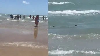 HORROR: Tiburón ataca a dos personas en la Isla del Padre