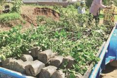 Realiza Castaños trabajo de forestación