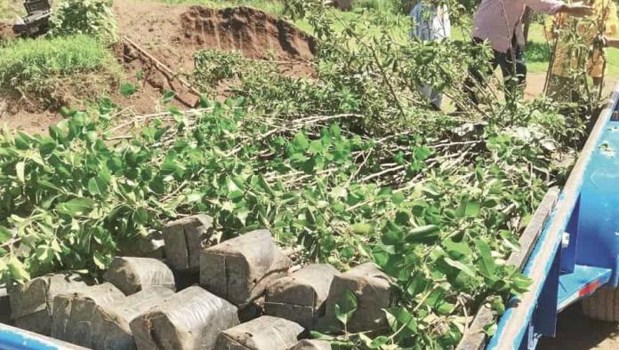 Realiza Castaños trabajo de forestación