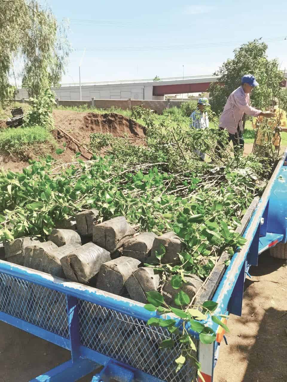 Harán entrega de árboles el próximo 8 de julio.