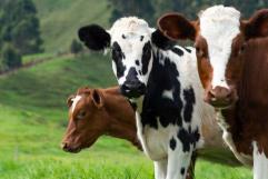 Señala estudio que gripe aviar H5N1 se transmite entre mamíferos desde leche de vaca
