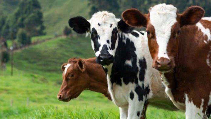 Señala estudio que gripe aviar H5N1 se transmite entre mamíferos desde leche de vaca