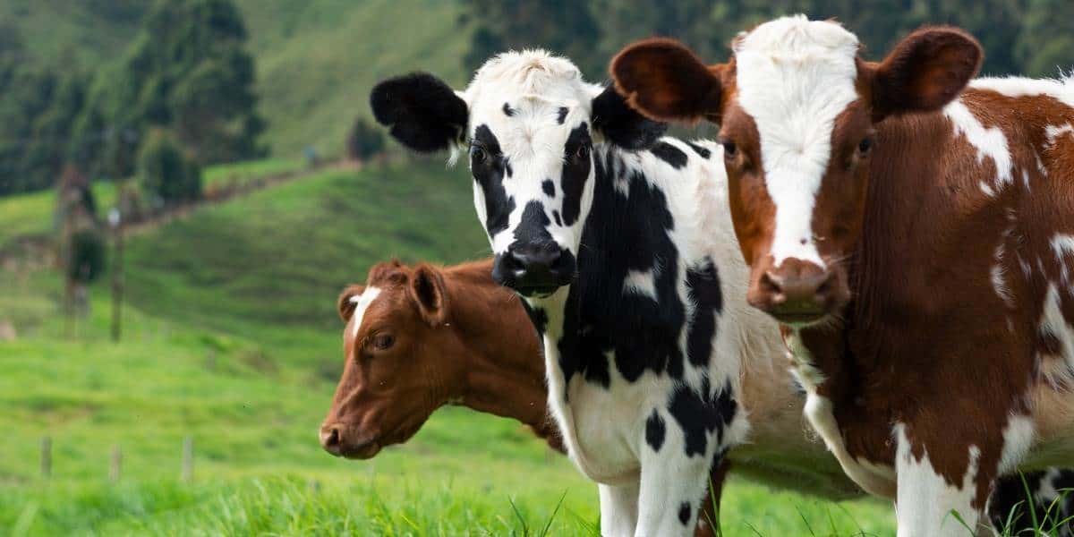Señala estudio que gripe aviar H5N1 se transmite entre mamíferos desde leche de vaca