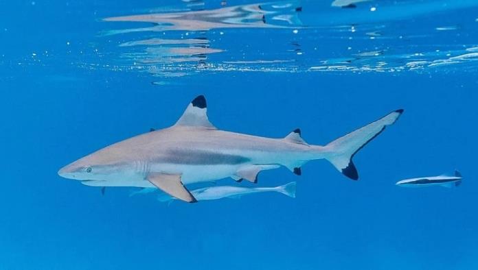 Adolescente sufre ataque de tiburón en Florida