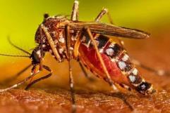¿Cuáles son los síntomas del Dengue?