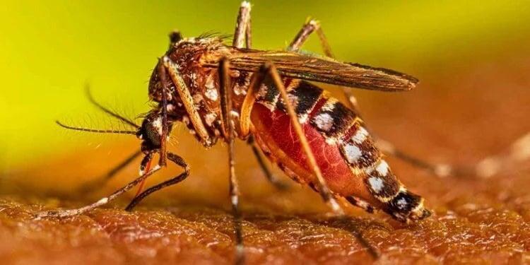 ¿Cuáles son los síntomas del Dengue?