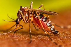 Suma México 22 mil 274 casos de dengue