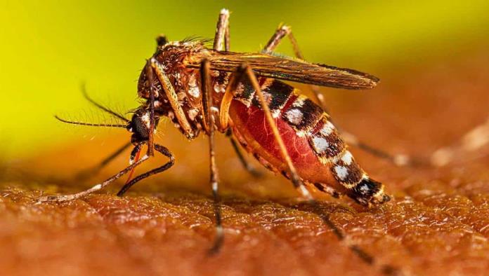 Suma México 22 mil 274 casos de dengue
