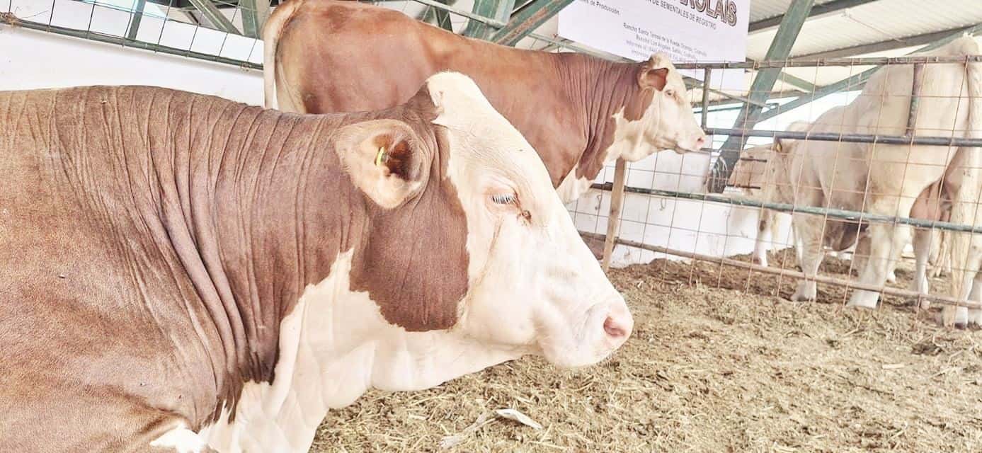 Se busca apoyar mediante bolsas estatales al desarrollo rural en cada región.