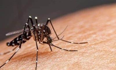 Confirma SS nuevo caso de dengue